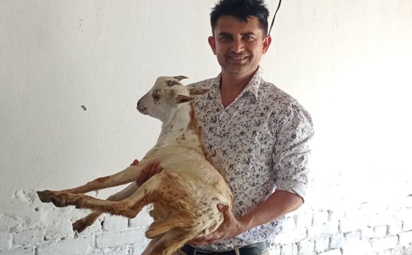 Goat Farming: बकरीपालन में बरतें सावधानी, समय पर कराएं टीकाकरण