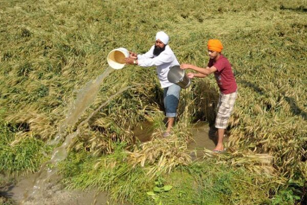 Weather : बेमौसम बरसात से बरबाद होती फसल, तबाह होते किसान