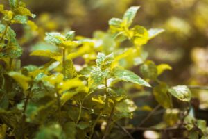 Medicinal & Aromatic Farming : बढ़ेगी किसानों की आय