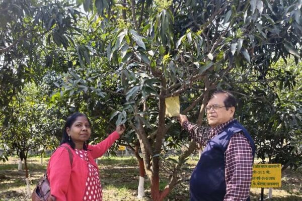 Mango disease control: आम के बागों को कीट और रोगों से कैसे बचाएं?