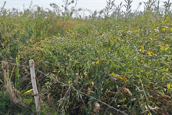 Mustard Variety : 142 दिन में तैयार होगी सरसों की खास किस्म