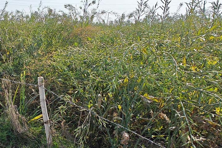 Mustard Variety : 142 दिन में तैयार होगी सरसों की खास किस्म