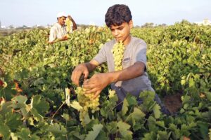 Grape Variety : अंगूर की खास किस्म ‘पूसा अदिति’