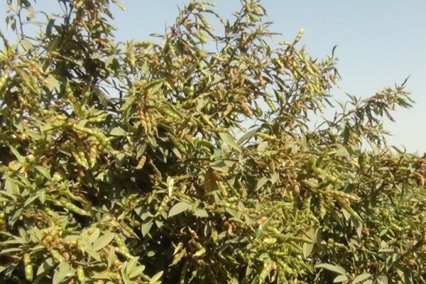 Arhar : दोगुनी पैदावार वाली अरहर कुदरत करिश्मा