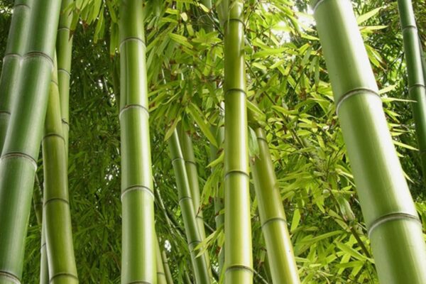 Bamboo : रोपें बांस कमाएं पैसा