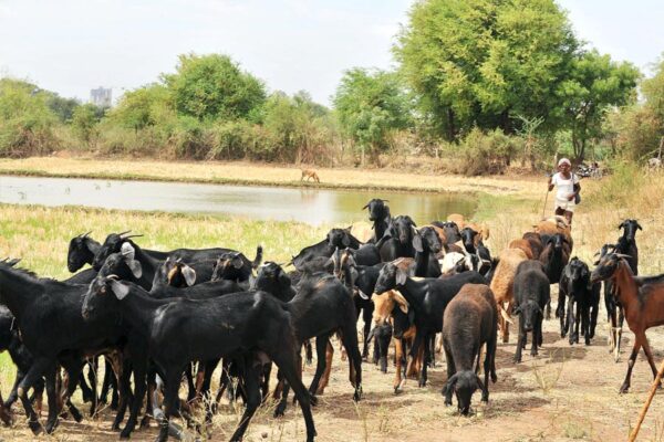 Goat Farming: व्यावसायिक बकरीपालन – गांवों का एटीएम