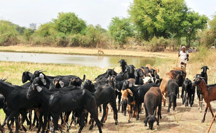 Goat Farming: व्यावसायिक बकरीपालन – गांवों का एटीएम