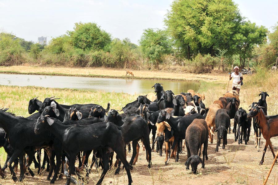 Goat Farming: व्यावसायिक बकरीपालन – गांवों का एटीएम