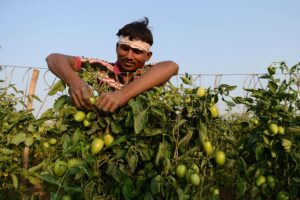 Bihar : सब्जियों का सरताज बिहार