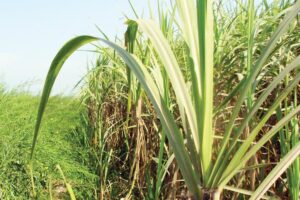 Spring Sugarcane : बसंत वाले गन्ने की वैज्ञानिक खेती