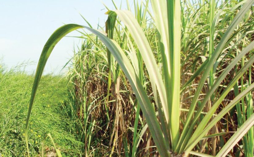 Spring Sugarcane : बसंत वाले गन्ने की वैज्ञानिक खेती