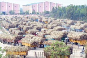 Sugarcane Farming : गन्ने की खेती से ठगे जाते किसान