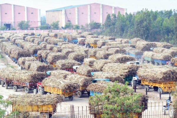 Sugarcane Farming : गन्ने की खेती से ठगे जाते किसान
