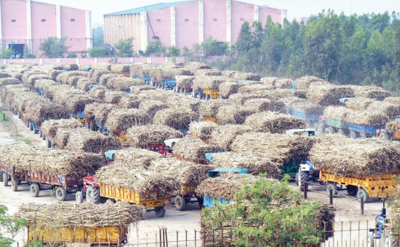 Sugarcane Farming : गन्ने की खेती से ठगे जाते किसान