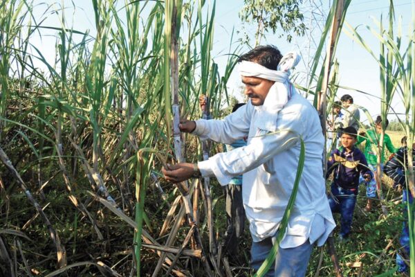 Sugarcane : गन्ने की फसल के कीड़ों की पहचान व बचाव के तरीके