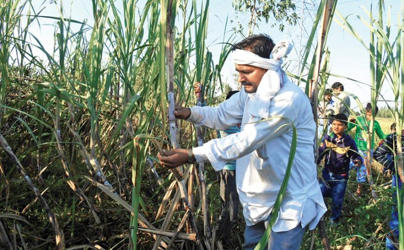 Sugarcane : गन्ने की फसल के कीड़ों की पहचान व बचाव के तरीके
