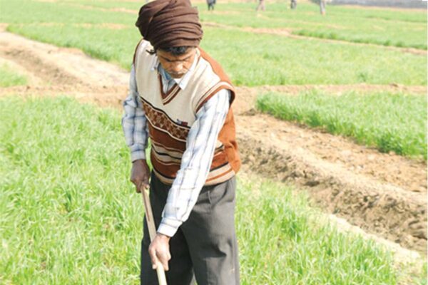 Agricultural Task : खेती जगत से जुड़े अप्रैल के जरूरी काम