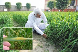 Wheat Disease