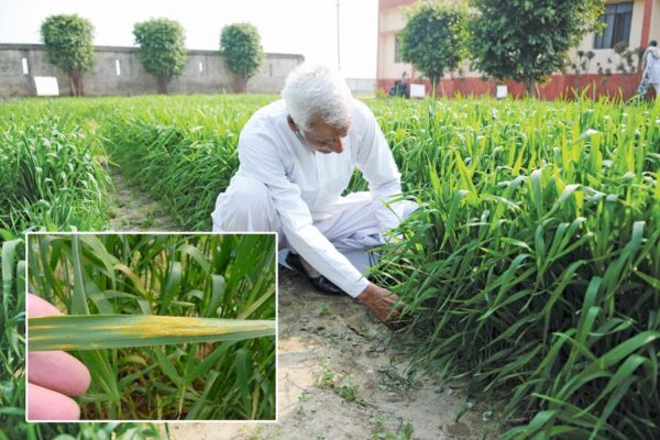 Wheat Disease : पीला रतुआ गेहूं का दुश्मन