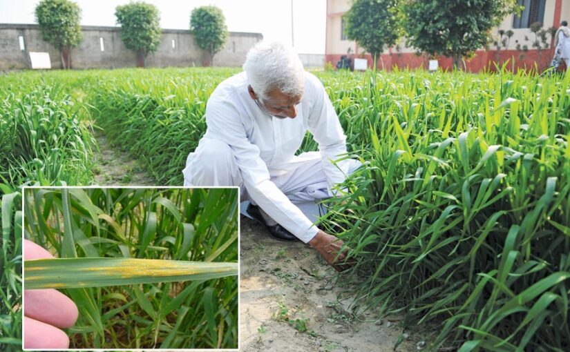 Wheat Disease : पीला रतुआ गेहूं का दुश्मन