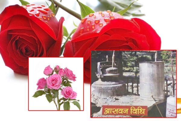Progressive Farmer : गुलाब की चीजें (Rose Products) बनाने वाले माली