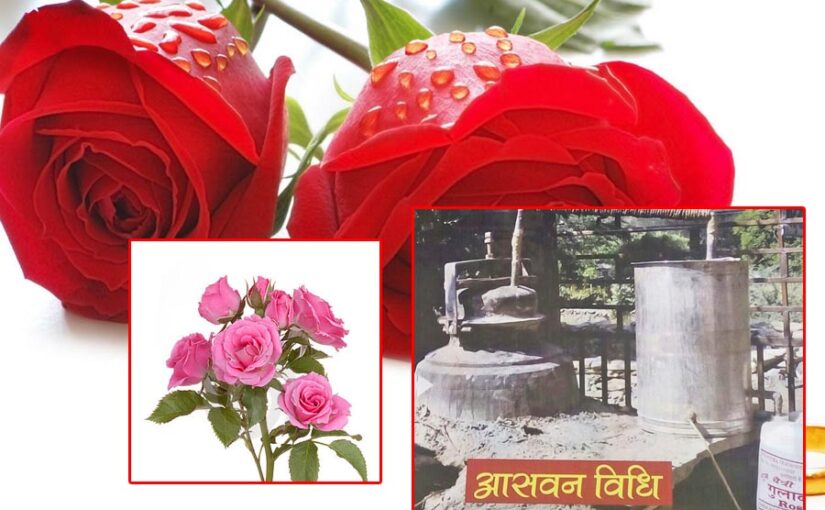 Progressive Farmer : गुलाब की चीजें (Rose Products) बनाने वाले माली