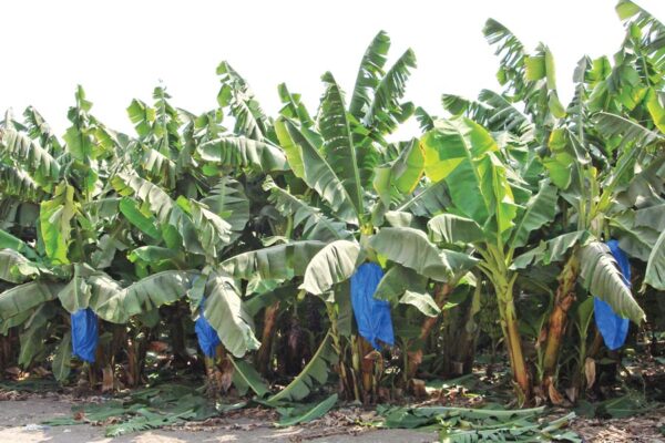 Banana Farming : केले की वैज्ञानिक खेती – कम समय में ज्यादा मुनाफा