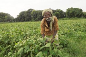 Farmers Story : लोबिया (Cowpea) की खेती से बदल गई किस्मत