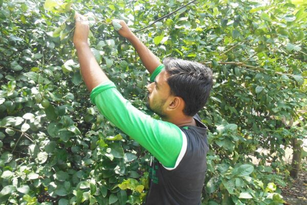 Integrated Nutrients : नीबू वर्गीय फसलों का स्मार्ट न्यूट्रिएंट मैनेजमेंट