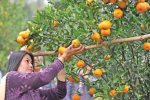 Fruit Harvesting : कैसे करें फलों की तोड़ाई और प्रोसेसिंग