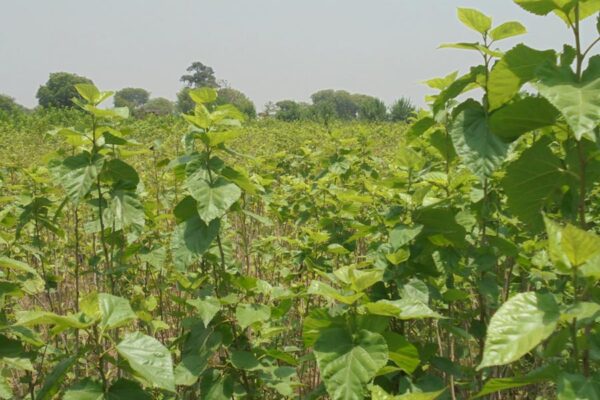 Mulberry Cultivation : शहतूत की खेती – दोहरा फायदा