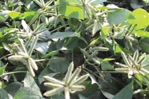 Urad Cultivation : उड़द की उन्नत खेती