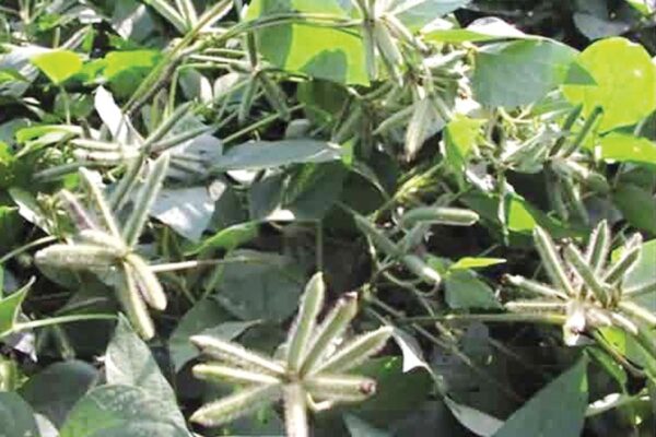 Urad Cultivation : उड़द की उन्नत खेती