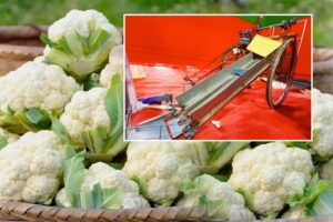 Harvesting Machine : कृषि यंत्र से गोभी की कटाई हुई आसान