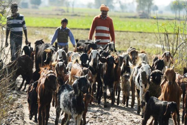 Goat Farming Subsidy: बकरीपालन हुआ आसान, मिल रही सब्सिडी