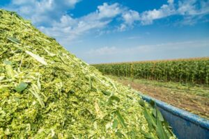 Silage : इन चारा फसलों से करें साइलेज तैयार, सालभर मिलेगा हरा चारा