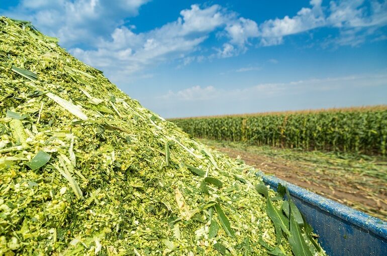 Silage : इन चारा फसलों से करें साइलेज तैयार, सालभर मिलेगा हरा चारा