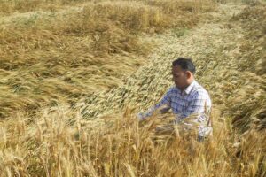 Unseasonal Rain :  खराब हुई उपज तो कैसे मिलेगा मुआवजा?