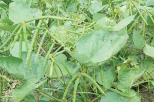 Moong Bean: मूंग की उन्नत खेती