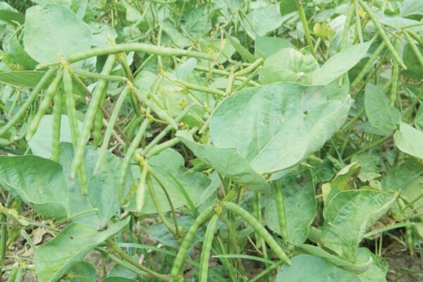 Moong Bean: मूंग की उन्नत खेती