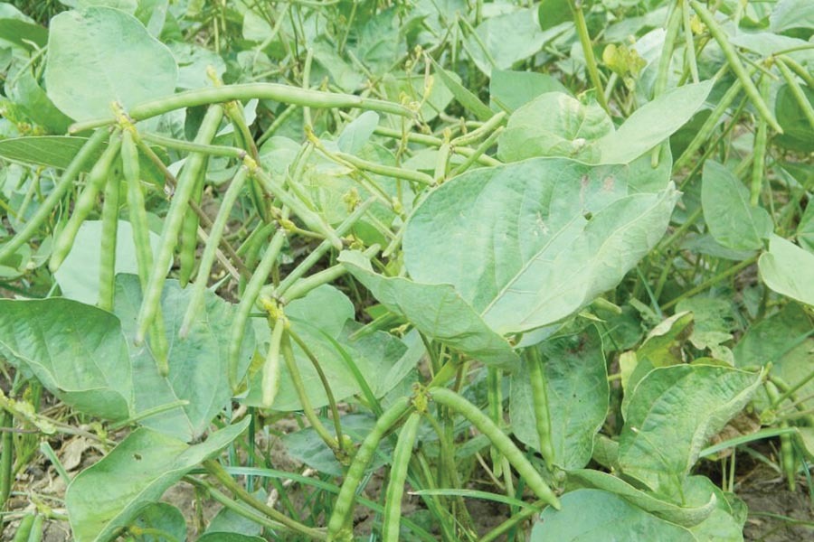 Moong Bean: मूंग की उन्नत खेती