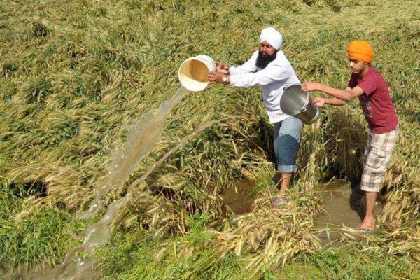 Unseasonal Rain : फसलों को नफा-नुकसान और गेहूं का भंडारण