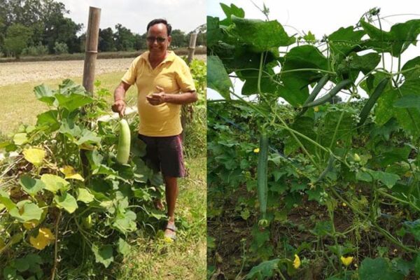 Summer Vegetables: गर्मियों में उगाएं ये सब्जियां, पाएं मुनाफा