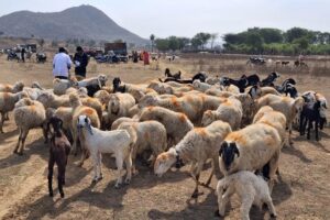 Sheep Farming : बकरी पालन से अधिक मुनाफेदार है भेड़ पालन