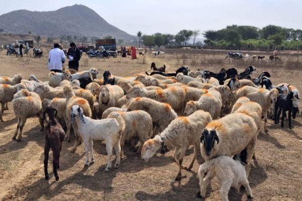 Sheep Farming : बकरी पालन से अधिक मुनाफेदार है भेड़ पालन