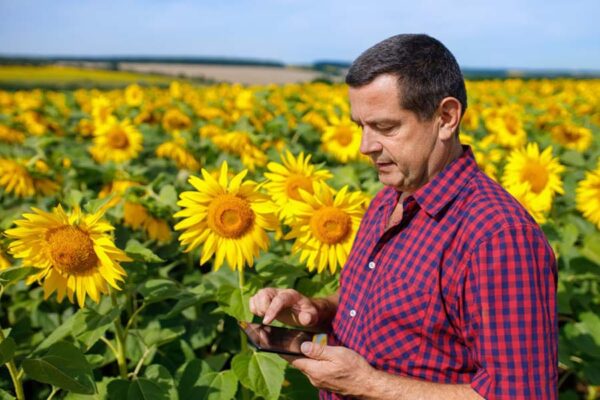 Sunflower: ग्रीष्मकालीन सूरजमुखी की वैज्ञानिक खेती