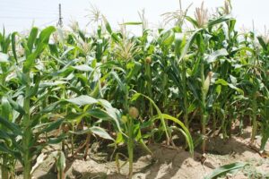 Babycorn Variety ‘प्रताप बेबीकॉर्न संकर-7’ किस्म को मिली राष्ट्रीय पहचान