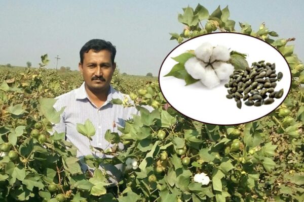 Subsidy on Cotton Seeds : कपास किसानों को सब्सिडी पर मिलेगा बीज