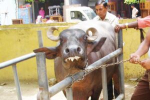 IVF : अब भैंस के बच्चे भी लेंगे आईवीएफ IVF से जन्म, मिलेगी मनपसंद नस्ल