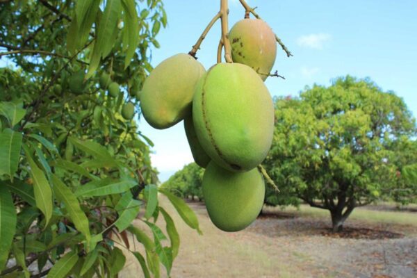 Mango Diseases